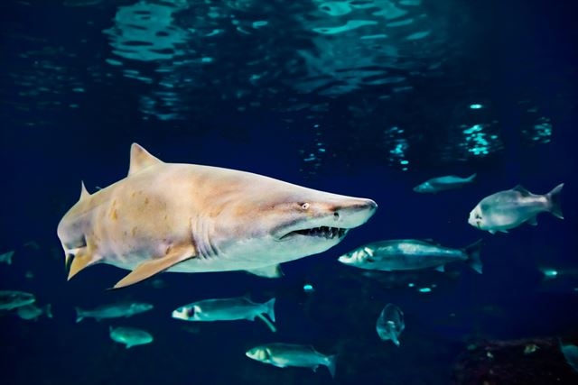 20170426_sand tiger_shark_r.jpg